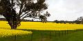 West Australia